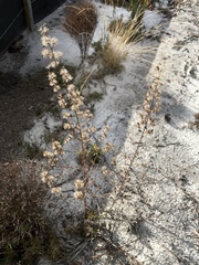 Liatris patens