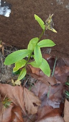 Lobelia cardinalis