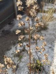 Liatris patens