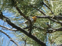 Peucedramus taeniatus