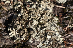 Xanthoparmelia cumberlandia