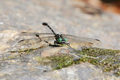 Hemigomphus theischingeri