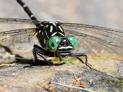 Hemigomphus theischingeri