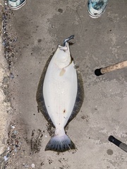 Paralichthys californicus
