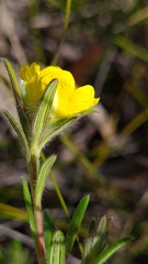Hibbertia superans