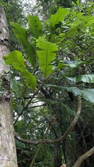 Alpinia uraiensis