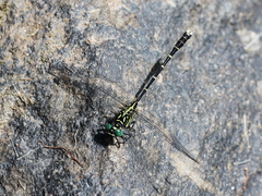 Hemigomphus theischingeri