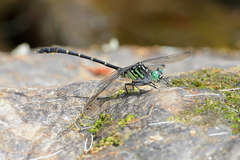 Hemigomphus theischingeri