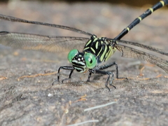 Hemigomphus theischingeri