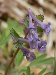 Corydalis subjenisseensis