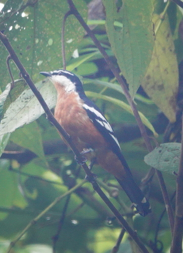 Rufous-bellied Triller (Lalage aurea), photo 10