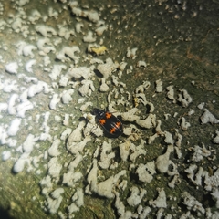 Lioptera erotyloides