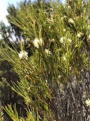 Melaleuca uncinata