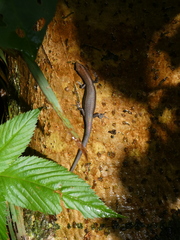 Lampropholis delicata