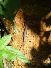 Lampropholis delicata