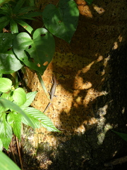 Lampropholis delicata