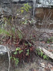 Cephalanthus occidentalis
