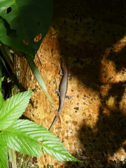 Lampropholis delicata