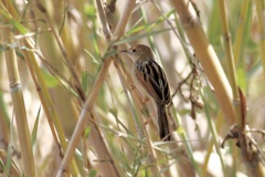 Cisticola marginatus