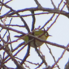 Zosterops japonicus