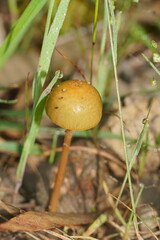 Protostropharia