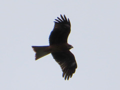 Milvus migrans lineatus