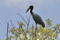 Anastomus lamelligerus