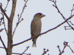 Coccothraustes coccothraustes