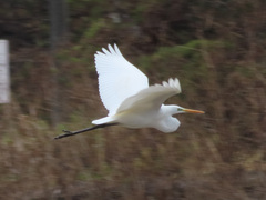 Ardea alba modesta