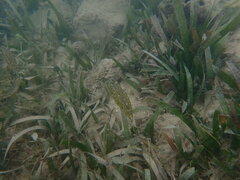 Sphoeroides spengleri