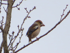 Coccothraustes coccothraustes
