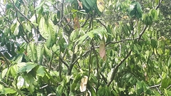 Maniltoa browneoides