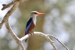 Halcyon leucocephala