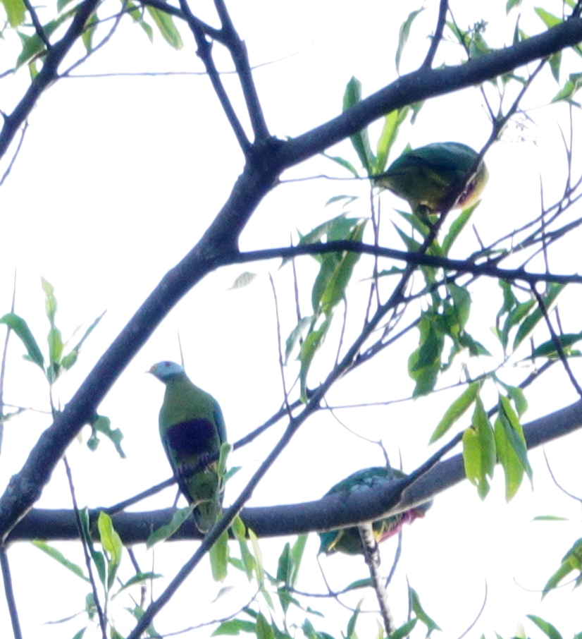 Carunculated Fruit Dove (Ptilinopus granulifrons), photo 1