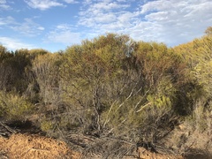 Eucalyptus perangusta