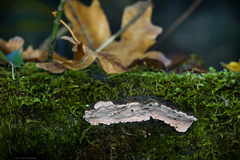 Rhodofomes cajanderi