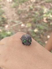 Oxysternon conspicillatum