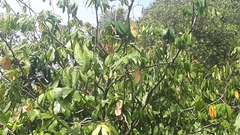 Maniltoa browneoides