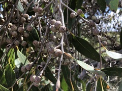Eucalyptus arenacea