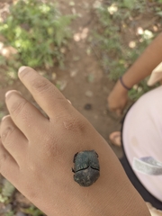 Oxysternon conspicillatum