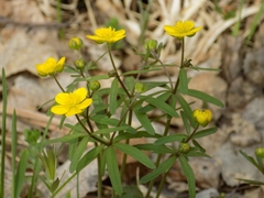 Ranunculus monophyllus