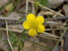 Ranunculus monophyllus