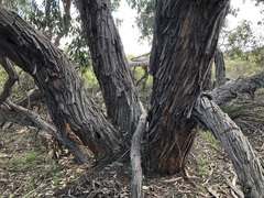 Eucalyptus arenacea