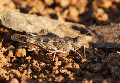 Chortoicetes terminifera