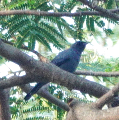 Obi Cicadabird (Edolisoma obiense), photo 2