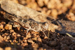 Chortoicetes terminifera