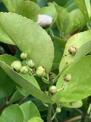Euonymus