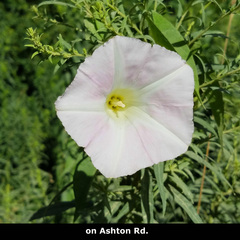 Calystegia sepium