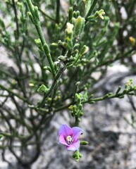 Cyanothamnus coerulescens