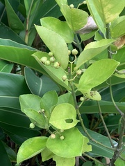 Euonymus